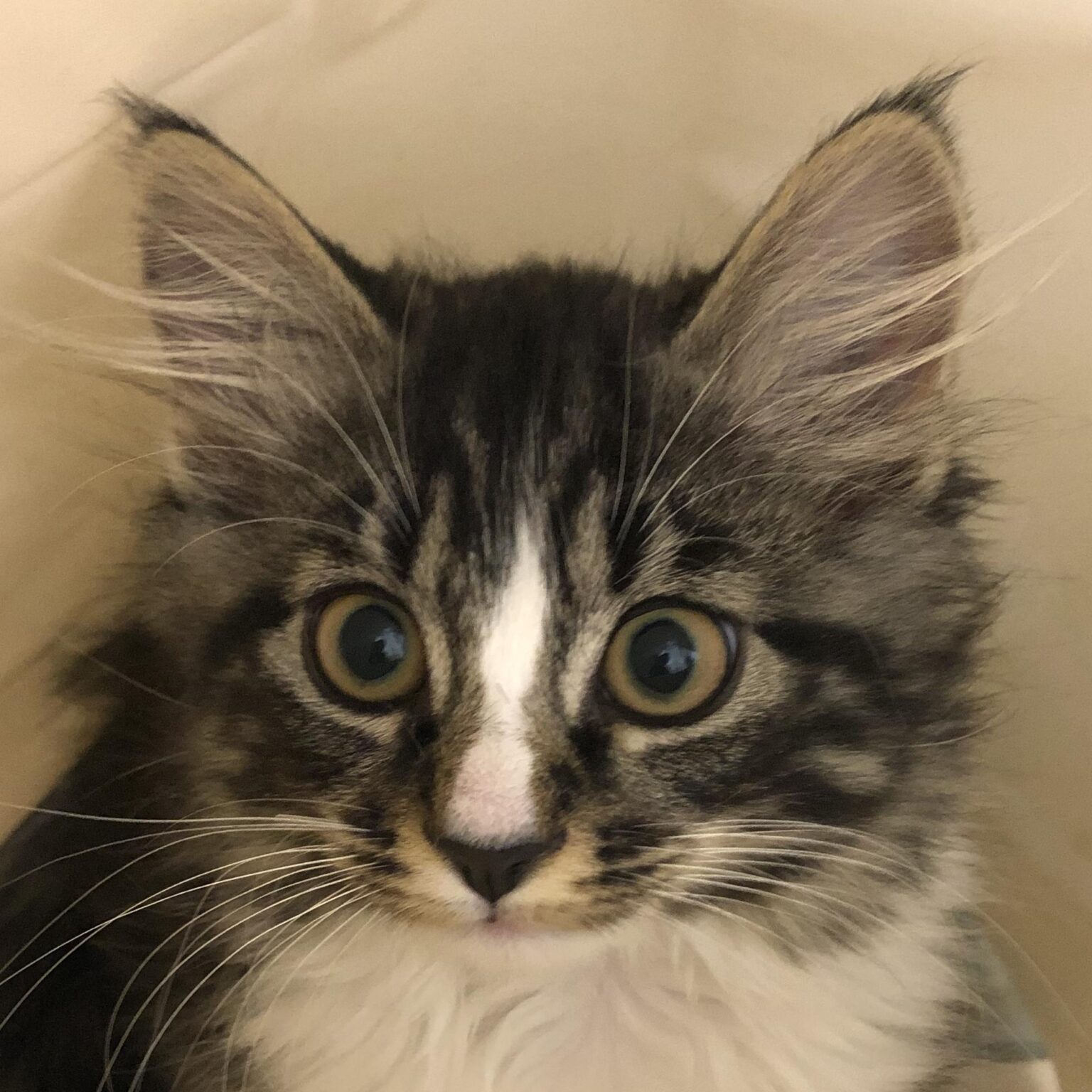 Lucky Cat Rescue
